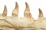 Mosasaur Jaw Section with Twelve Teeth - Morocco #189998-3